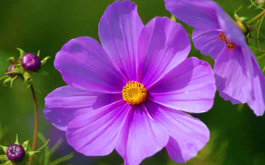 711236 (a): :2560x1600